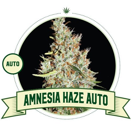 Amnesia Haze Auto