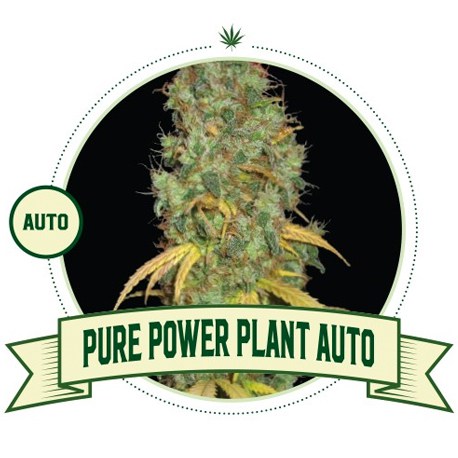 Pure Power Plant Auto