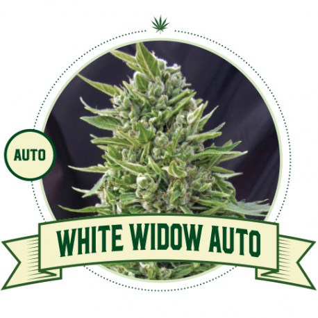 White Widow Auto