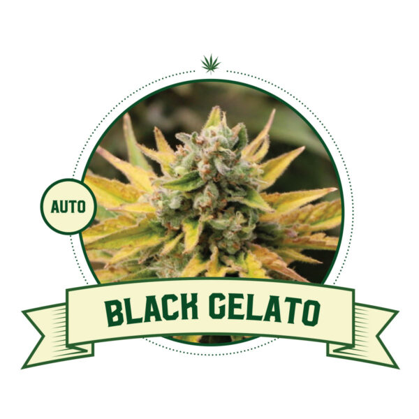 Black Gelato - Auto
