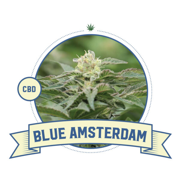 Blue Amsterdam CBD