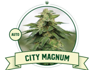 City Magnum Automatic