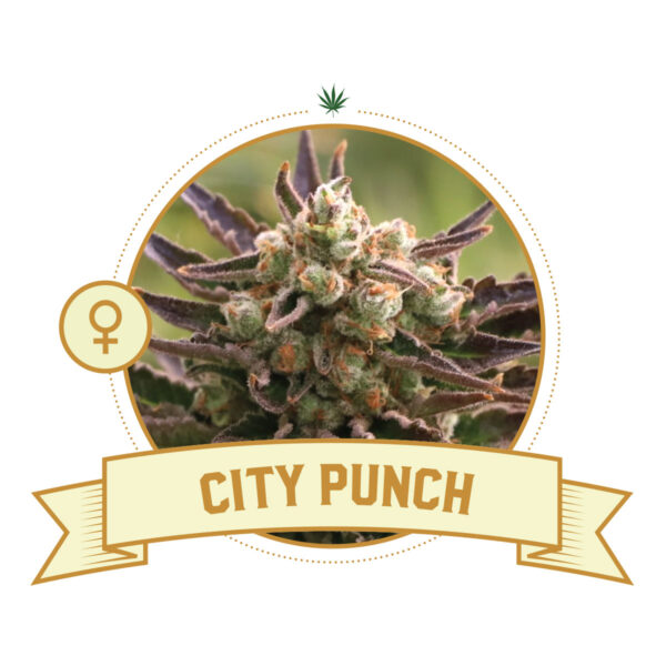 City Punch Feminized