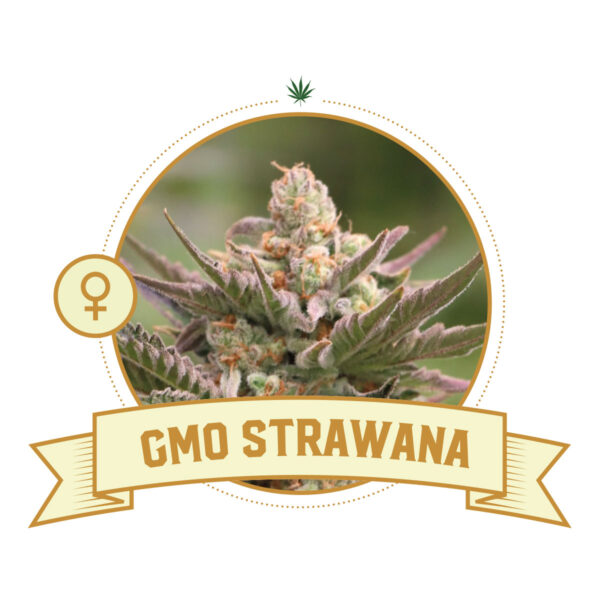 GMO Strawana Feminized