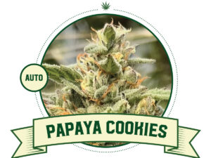 Papaya cookies auto