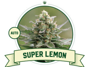 Super Lemon Automatic